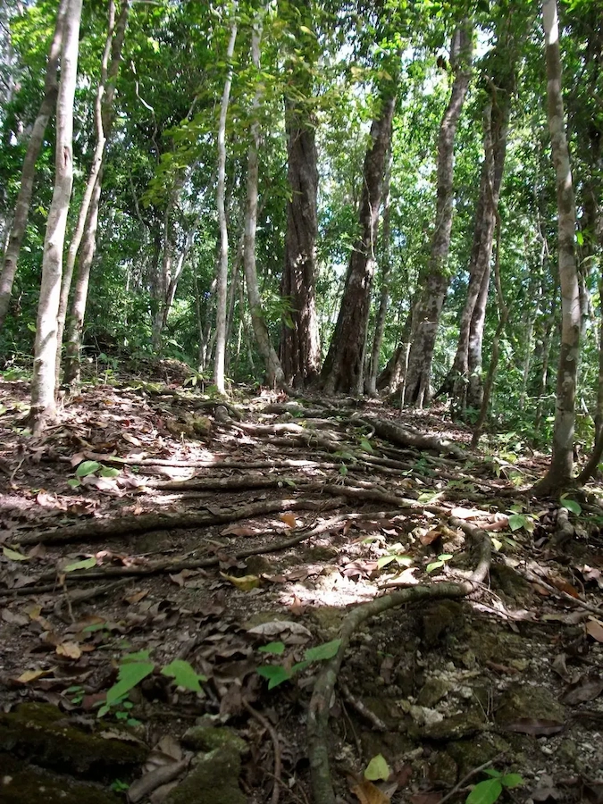 imagen con raices y arboles bosque ana obsidiana